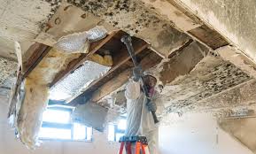 Best Mold Damage Restoration  in Lemoyne, PA